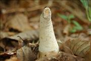 Stink Horn